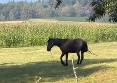 Šepajoč konj v Beli krajini vlekel voz, poln Romov: "Zanje ne velja noben zakon!"