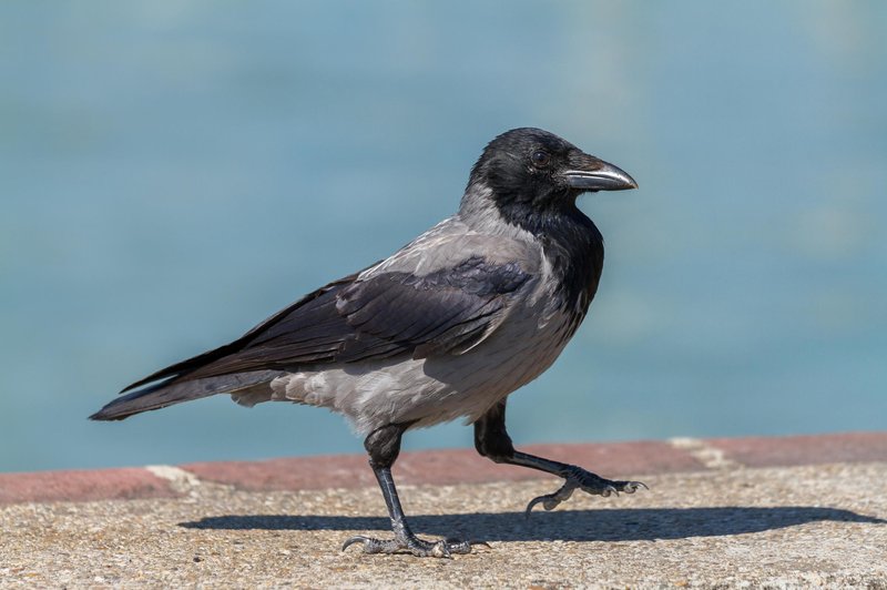 Vrane so pravi geniji med pticami, poglejte, česa vse so sposobne (foto: Profimedia)