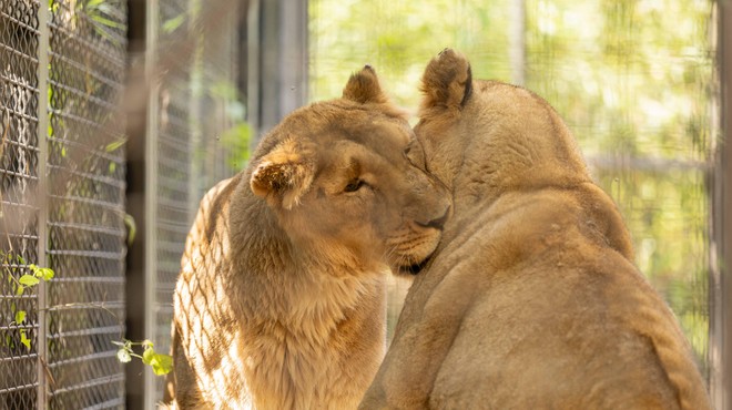 Levinja Živana se prijazno stisne k Čaji. (foto: Petra Hrovatin, arhiv ZOO Ljubljana)