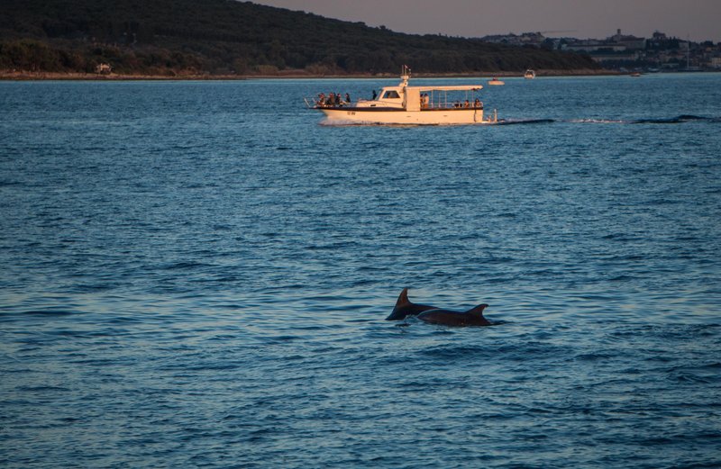 Ni še znano, kakšne smrti je poginil delfin na Krku.