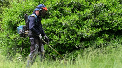 Opozorilo za lastnike zemljišč: preveč bujna vegetacija ob cestah vas lahko drago stane!