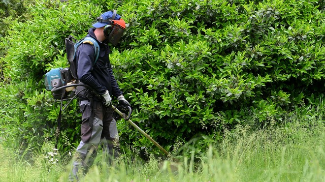 Opozorilo za lastnike zemljišč: preveč bujna vegetacija ob cestah vas lahko drago stane! (foto: Bobo/Žiga Živulović)