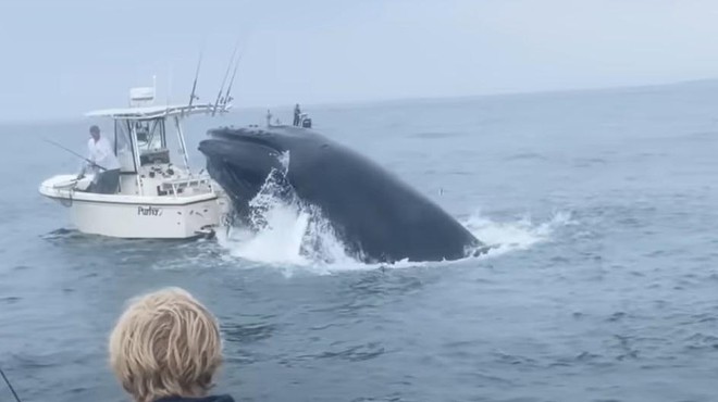 Kit skočil na ribiško barko in jo v sekundi potopil (VIDEO) (foto: Youtube/posnetek zaslona)