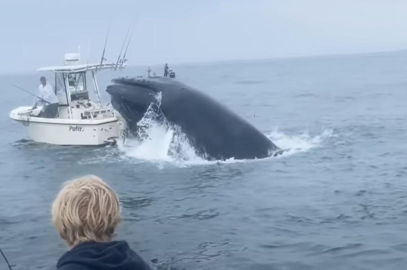 Kit skočil na ribiško barko in jo v sekundi potopil (VIDEO) (foto: Youtube/posnetek zaslona)