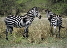 Zebre nimajo črt samo za okras: veste, kako pomembno funkcijo imajo?