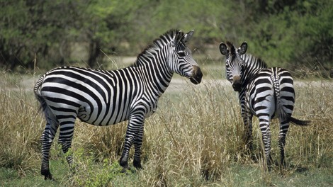 živali zebra črte vloga funkcija