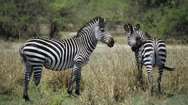 Zebre nimajo črt samo za okras: veste, kako pomembno funkcijo imajo? (foto: Profimedia)