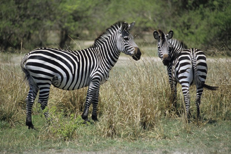 Zebre nimajo črt samo za okras: veste, kako pomembno funkcijo imajo? (foto: Profimedia)