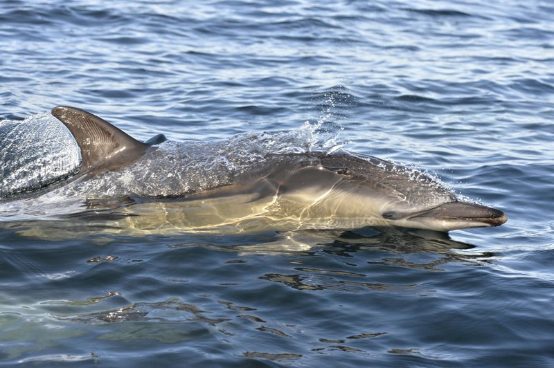 Navadni delfin je danes najbolj ogrožena vrsta kitov in delfinov v Sredozemlju.