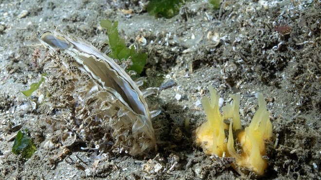 Nabirala školjke in izkazalo se je, da ju bo drago stalo: toliko bosta morala plačati (foto: Profimedia)