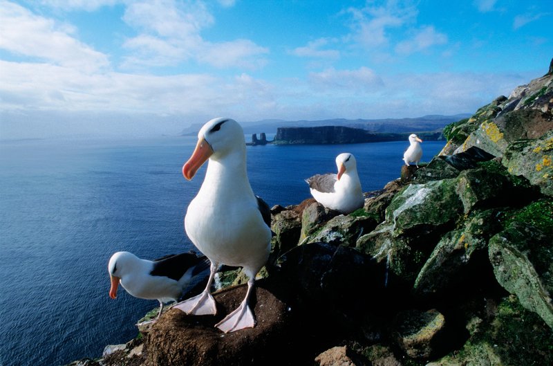 Albatrosi gnezdijo na izoliranih otokih.