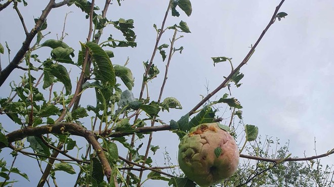 Nevihte z močnim vetrom na vzhodu podirale drevesa in odkrivale strehe (foto: Facebook Neurje.si/Primož Kotnik)