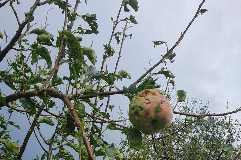 Nevihte z močnim vetrom na vzhodu podirale drevesa in odkrivale strehe (foto: Facebook Neurje.si/Primož Kotnik)