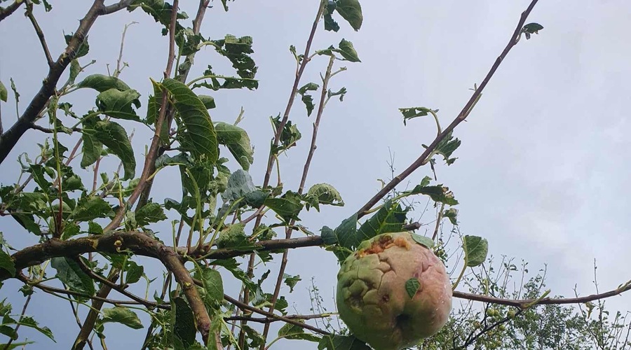 Nevihte z močnim vetrom na vzhodu podirale drevesa in odkrivale strehe (foto: Facebook Neurje.si/Primož Kotnik)