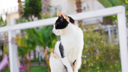 Ljudje na dopust, svojo mačko pa pustijo praznih ust: se to resno dogaja?