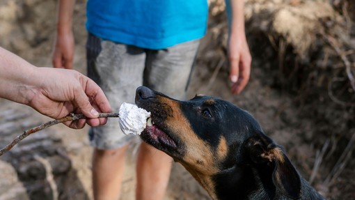 Psička na pikniku pojedla palčko od nabodala, veterinarji pokazali posledice