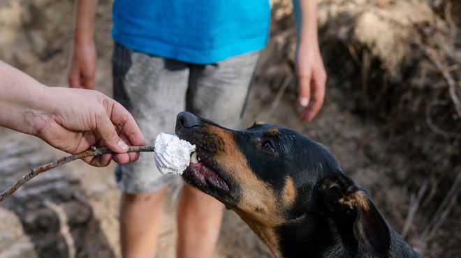 Psička na pikniku pojedla palčko od nabodala, veterinarji pokazali posledice (foto: Profimedia)