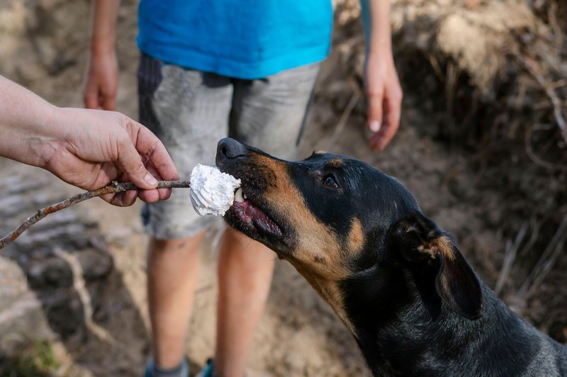 Psička na pikniku pojedla palčko od nabodala, veterinarji pokazali posledice (foto: Profimedia)