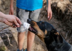 Psička na pikniku pojedla palčko od nabodala, veterinarji pokazali posledice