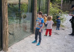 Novi mladički v ZOO Ljubljana (poglejte, kako so prikupni)