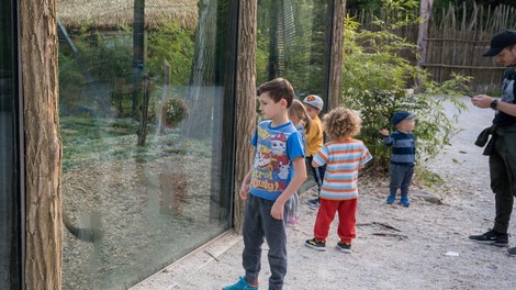 živali živalski vrt ZOO Ljubljana alpake mladički