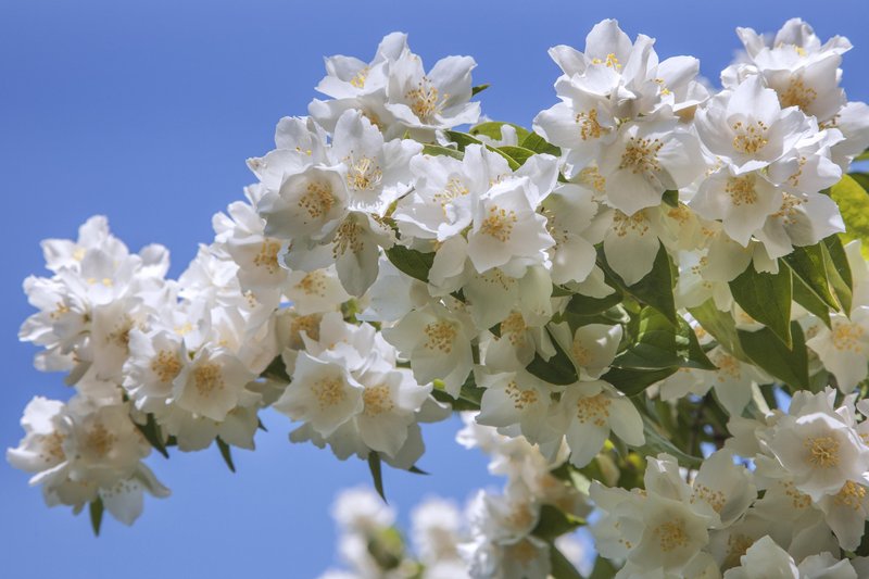 Navadni skobotovec oziroma zlatolistni nepravi jasmin (Philadelphus coronarius).