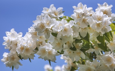 Navadni skobotovec oziroma zlatolistni nepravi jasmin (Philadelphus coronarius).