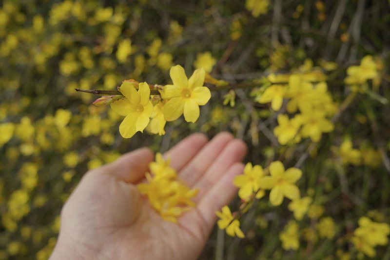 Zimski jasmin (Jasminum nudiflorum).