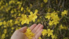 zimski jasmin, roža, rastlina