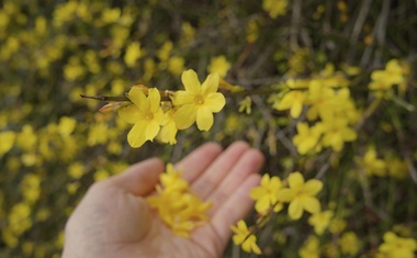 Zimski jasmin (Jasminum nudiflorum).