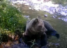 Kamera v okolici Cerknice ujela medveda, kako se hladi v vročem poletju