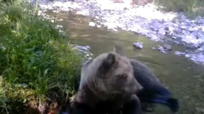 Kamera v okolici Cerknice ujela medveda, kako se hladi v vročem poletju (foto: Youtube/posnetek zaslona/Notranjski park)