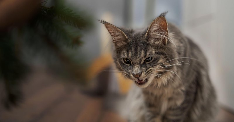 Nenadoma agresivna mačka lahko trpi bolečine.