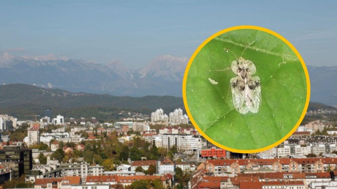 Slovenijo preplavile nadležne žuželke: "Vsaj desetkrat na dan me ugriznejo" (foto: Profimedia/Reddit/fotomontaža)