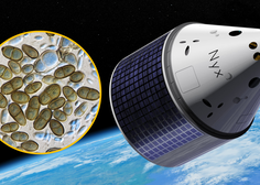 Poskus v vesolju: znanstveniki v orbito pošiljajo živ industrijski zaščitni material, ki ga tvorijo glive