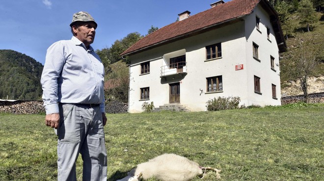 Fotografija slovenskega rejca z enega preteklih napadov volka. (foto: Žiga Živulovič jr./Bobo)