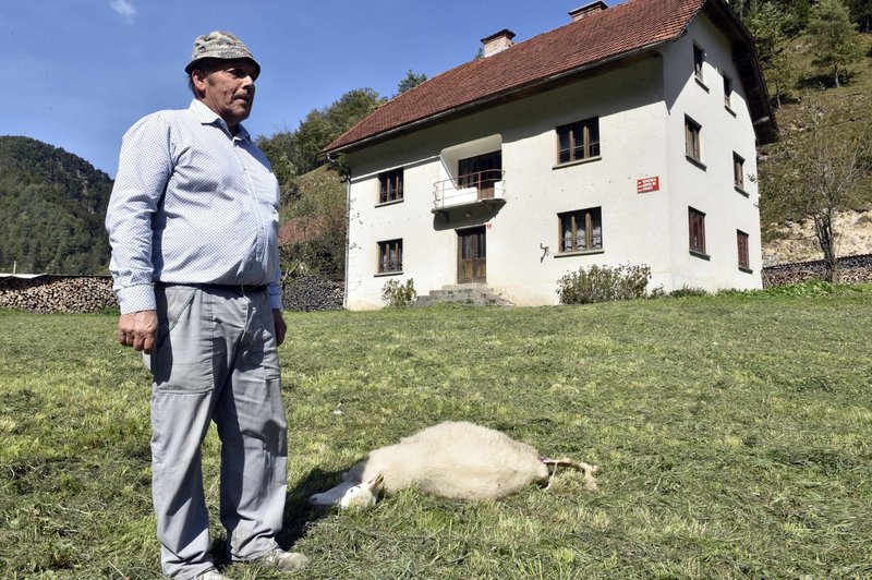 Fotografija slovenskega rejca z enega preteklih napadov volka. (foto: Žiga Živulovič jr./Bobo)