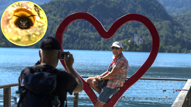 Preplah med turisti: se tudi v Sloveniji dogaja napad teh žuželk? (Tako kot v Avstriji in Nemčiji) (foto: Profimedia/Bobo/fotomontaža)