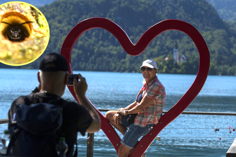 Preplah med turisti: se tudi v Sloveniji dogaja napad teh žuželk? (Tako kot v Avstriji in Nemčiji) (foto: Profimedia/Bobo/fotomontaža)