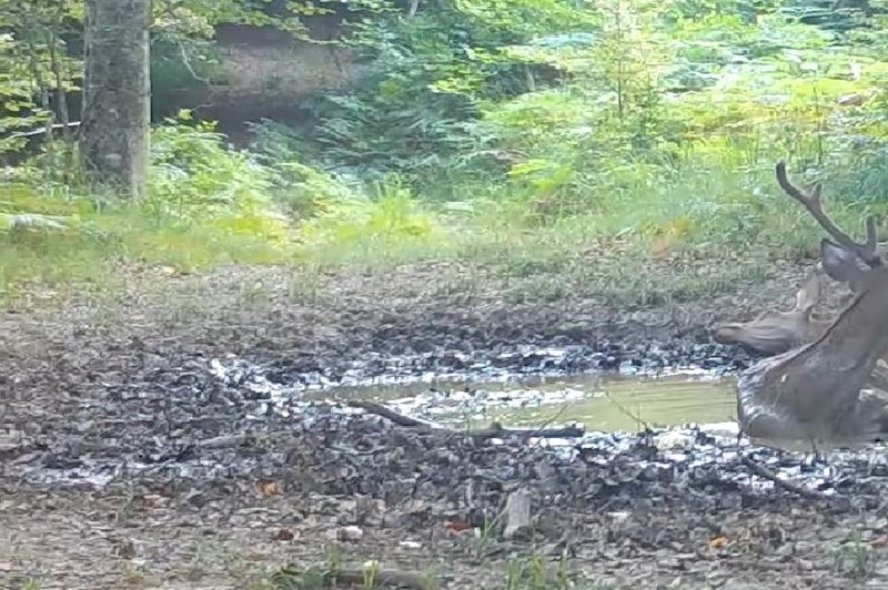 Kamera v kočevskem gozdu ujela ganljiv posnetek (foto: Facebook/Kočevsko)