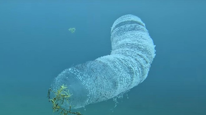 Potapljač v objektiv kamere ujel nenavadno morsko bitje – kaj je to? (VIDEO) (foto: Youtube/posnetek zaslona)