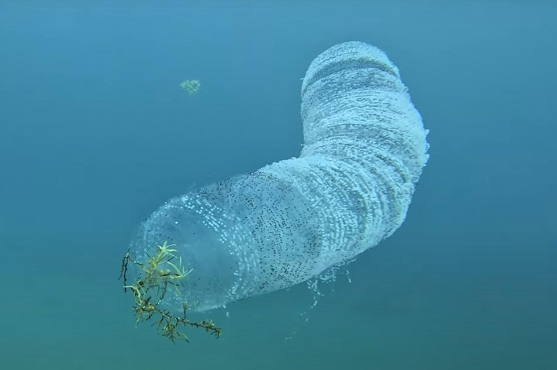 Potapljač v objektiv kamere ujel nenavadno morsko bitje – kaj je to? (VIDEO) (foto: Youtube/posnetek zaslona)