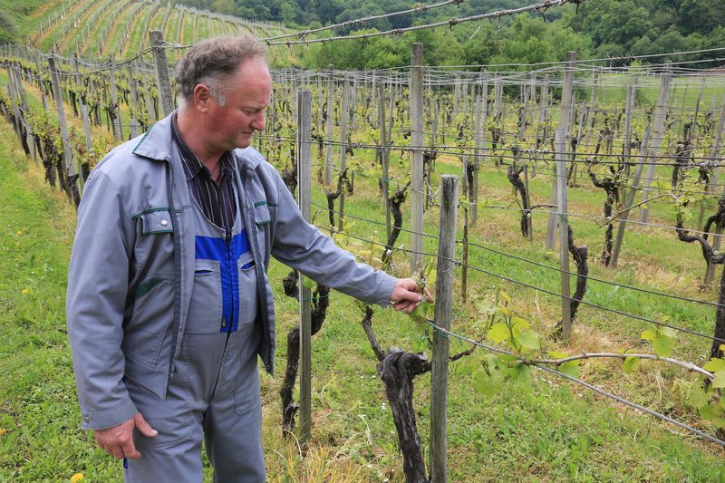 Oškodovancem zaradi neurij s točo bodo zagotovili sredstva v višini 7,8 milijona evrov.