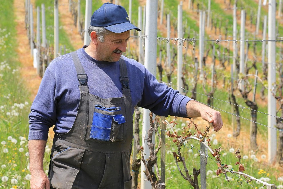 vinograd grozdje vino kmet kmetijstvo