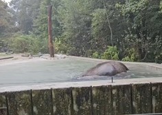 Poglejte, kako dež 'prenaša' slonica Ganga iz ZOO Ljubljana (VIDEO)