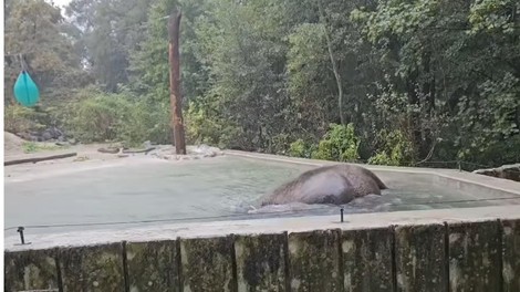 živali ZOO Ljubljana slonica Ganga slon vreme bazen