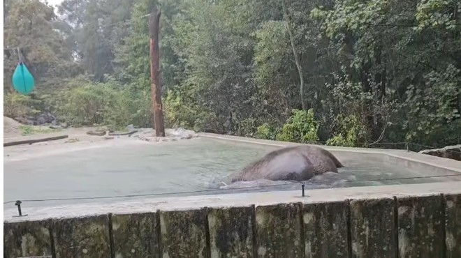 Poglejte, kako dež 'prenaša' slonica Ganga iz ZOO Ljubljana (VIDEO) (foto: ZOO Ljubljana/Facebook/posnetek zaslona)