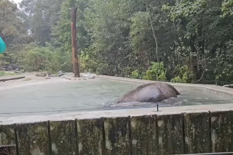 Poglejte, kako dež 'prenaša' slonica Ganga iz ZOO Ljubljana (VIDEO) (foto: ZOO Ljubljana/Facebook/posnetek zaslona)