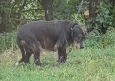 Društvo kritično: "Očitno so inšpektorji zelo hitro zadovoljni s pogoji, ki jih ljudje ponudijo svojim živalim" (VIDEO)