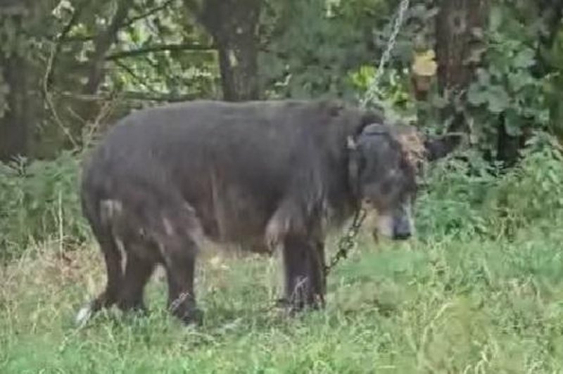 Društvo kritično: "Očitno so inšpektorji zelo hitro zadovoljni s pogoji, ki jih ljudje ponudijo svojim živalim" (VIDEO) (foto: DZZŽ Ljubljana/Facebook)